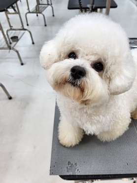 프로펫애견미용학원 대전점 사진 2