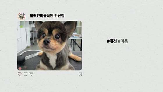 탑애견미용학원 안산점 학원 대표 이미지