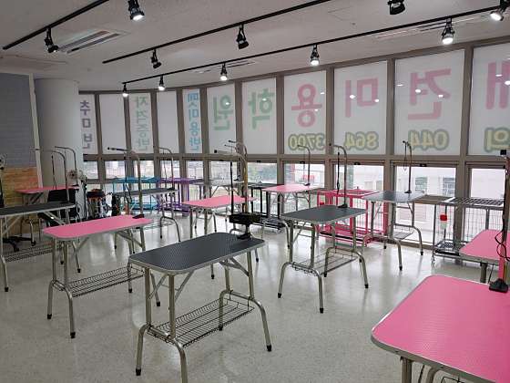 세종애견미용학원 대표 이미지