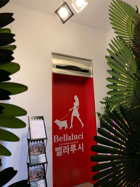 벨라루시애견미용학원 대구점 학원 대표 이미지