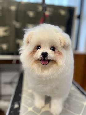 천안애견미용학원 서북구점 사진 3