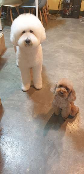 아마존애견미용학원 사진 3