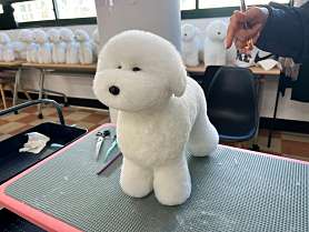 정애견미용학원 김해점 사진 2