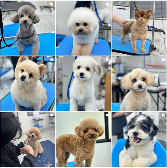 큐브애견미용학원