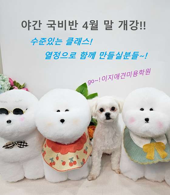국비지원이지애견미용학원