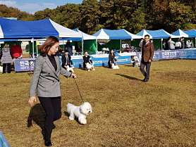창원코리아애견미용학원 사진 4