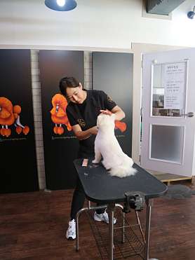 창원코리아애견미용학원 사진 3