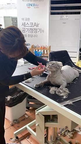홍탑고양이미용학원 사진 5
