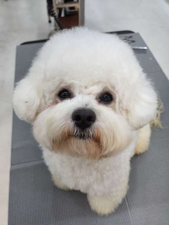 프로펫애견미용학원 대전점 학원 대표 이미지