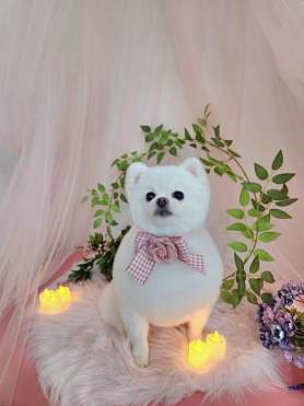 이바우펫애견미용학원 대구아카데미 사진 5