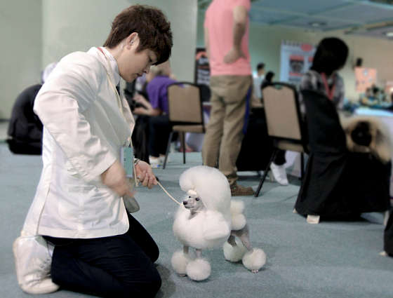 변석준애견미용학원 대표 이미지