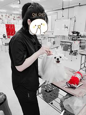이상훈애견미용학원 사진 5