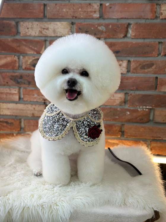 잇츠그루밍애견미용학원