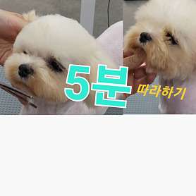 정애견미용학원 창원점 사진 2