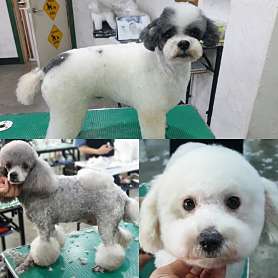아마존애견미용학원 사진 2