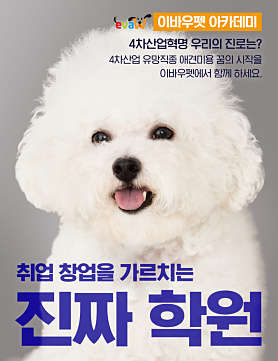 이바우펫애견미용학원 수원아카데미 사진 4