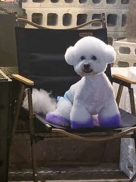 프로펫애견미용학원 대전점 사진 5