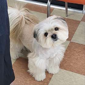정애견미용학원 김해점 사진 3