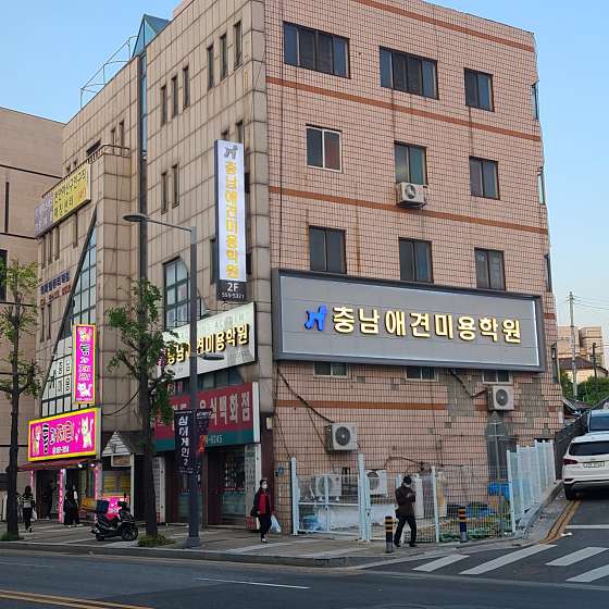 충남애견미용학원 사진 2