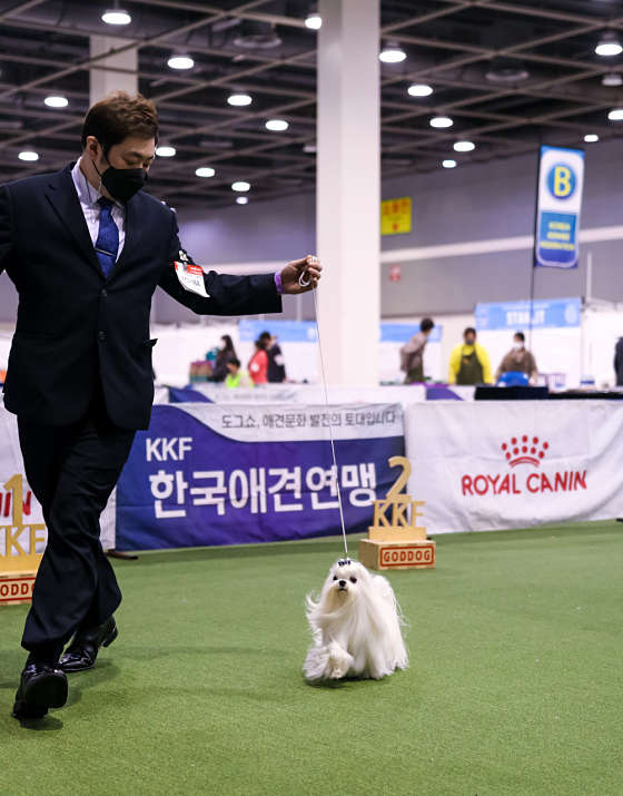 추건우애견미용학원 대표 이미지