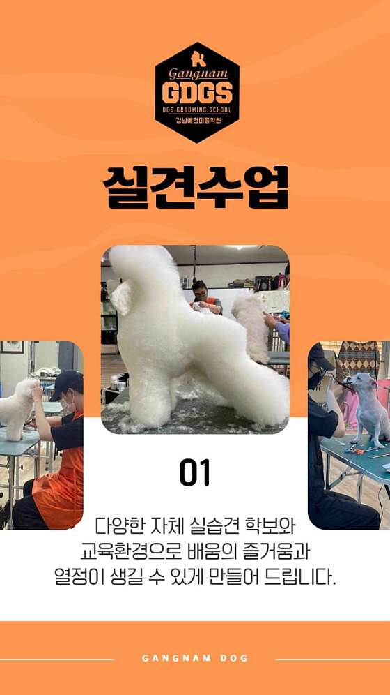 베스트강남애견미용학원