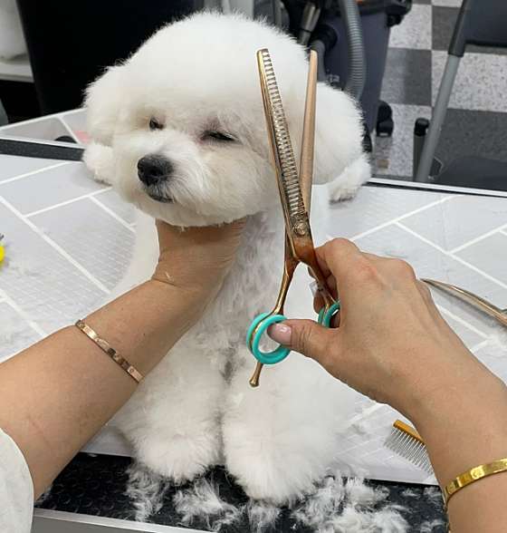 이바우펫애견미용학원 분당아카데미