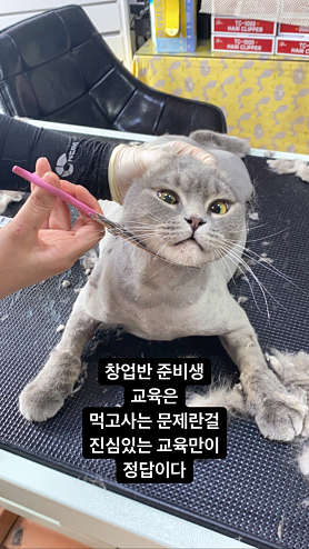 홍탑고양이미용학원 사진 2