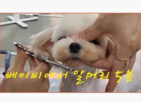 정애견미용학원 창원점 사진 3