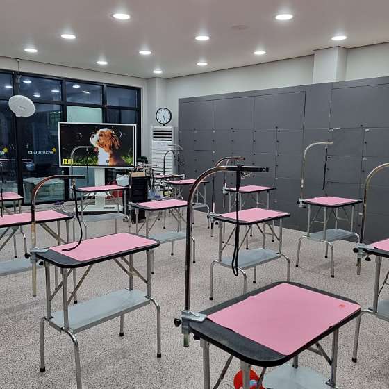 원주애견미용학원