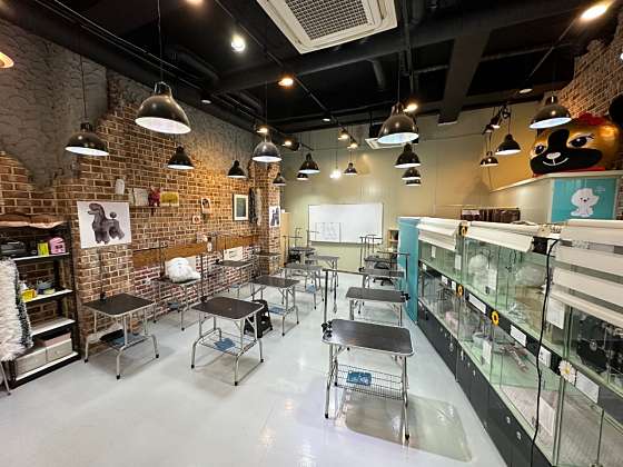 약지애견미용학원 대표 이미지
