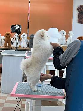 정애견미용학원 김해점 사진 4