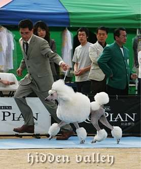부산애견미용전문학원 사진 2