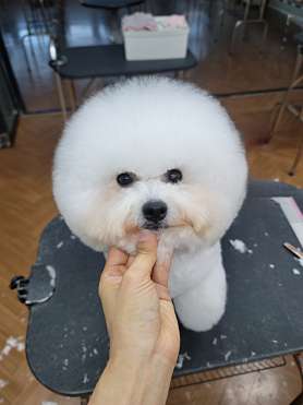 라라반려동물 직업전문학원 사진 3