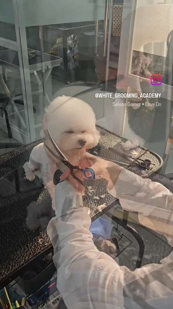 천호화이트애견미용학원