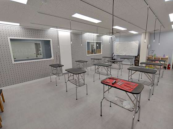 탑애견미용학원