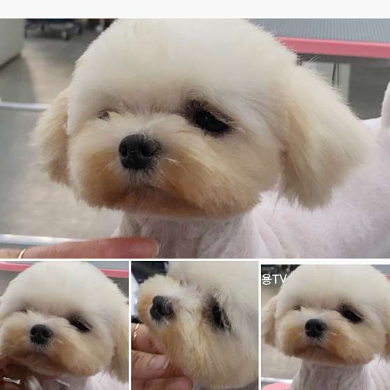 정애견미용학원 창원점 학원 대표 이미지