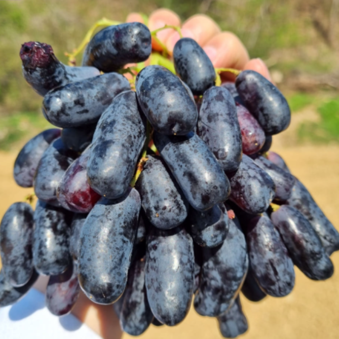 포도고당도상! 극강의 단맛! 호주산 프리미엄 블랙사파이어