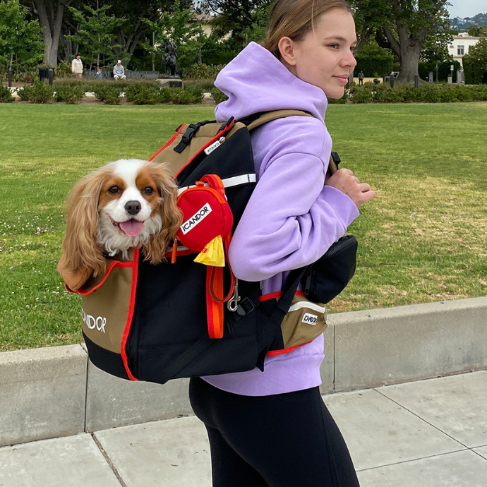 반려견과 이동을 위한 지게백 모집 (2회 업로드)