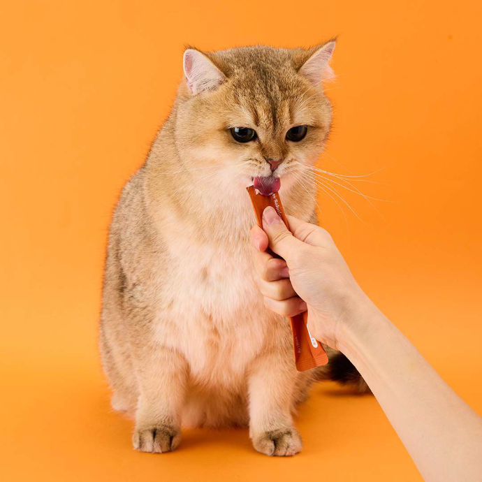 [인스타그램 릴스] 펫프렌즈에서 반려동물 <고양이> 인플루언서를 모집합니다!!