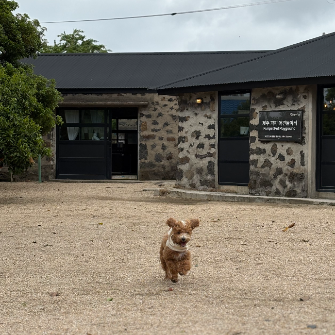 제주수산물을 이용하여 만든 Purrpet퍼펫의 수산물 수제간식 먹고 피피애견운동장에서 재밌게 뛰뛰하자-33