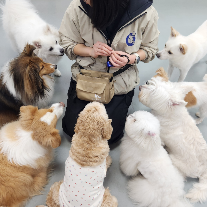 김포 강아지 유치원 바른샘 등원 체험 1회권 블로그 체험단 모집