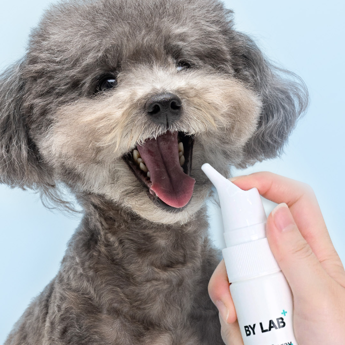 [리워드2만원] 강아지 덴탈 스프레이 릴스 제작💙